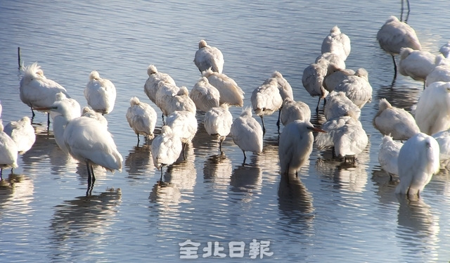 노랑부리저어새