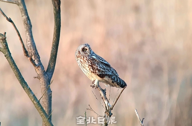 익산 만경강 쇠부엉이
