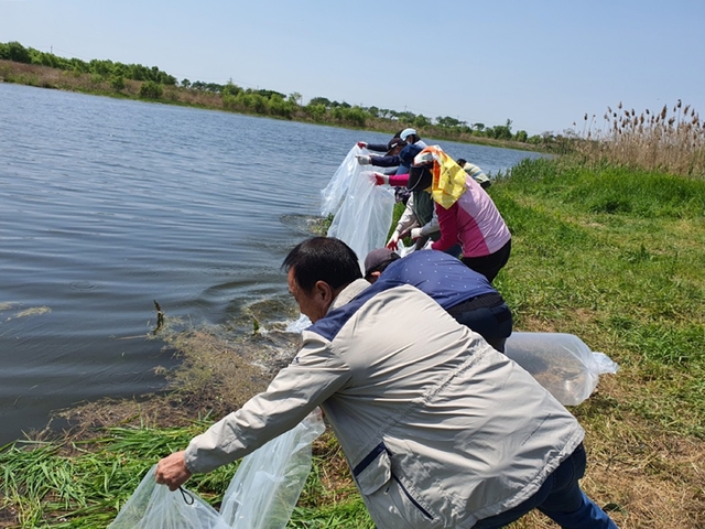 참게 치어 방류