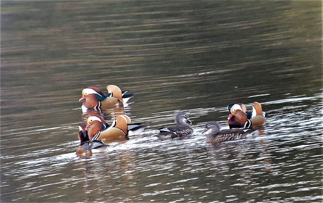 익산 금마저수지 원앙