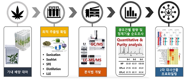 의료용 대마 연구개발 흐름도