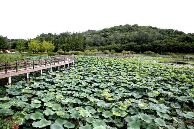 익산 연꽃