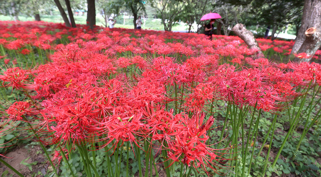 정읍시 내장산수목원에 꽃무릇이 만개해 주말을 맞은 18일 많은 관광객들이 수목원을 찾아 초가을 정취를 만끽하고 있다.