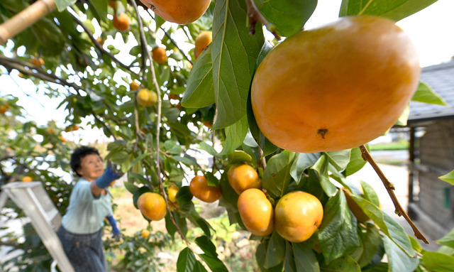 완연한 가을날씨가 지속되면서 19일 임실군 삼계면의 한 농가에서 감수확을 하고 있다.