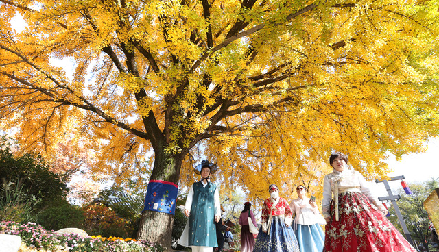 전주 경기전 은행나무가 노란 가을빛을 폼 내며 절정에 이른 10일 전주한옥마을을 찾은 관광객들에게 만추의 정취를 선사하고 있다. 