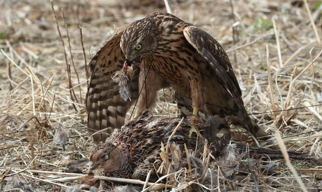 유네스코 인류무형유산으로 지정된 매사냥을 보존 계승하기 위해 3일 진안군 백운면에서 진안 매사냥 시연회가 열려 전북무형문화재 박정오 응사가 날린 매가 꿩사냥에 성공하고 있다.