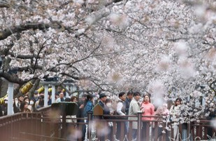 '봄바람 살랑∼' 벚꽃 명소마다 상춘객 '북적'