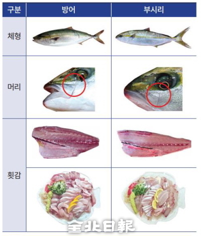 겨울철 대방어 열풍···소비자 속이는 음식점 단속 필요