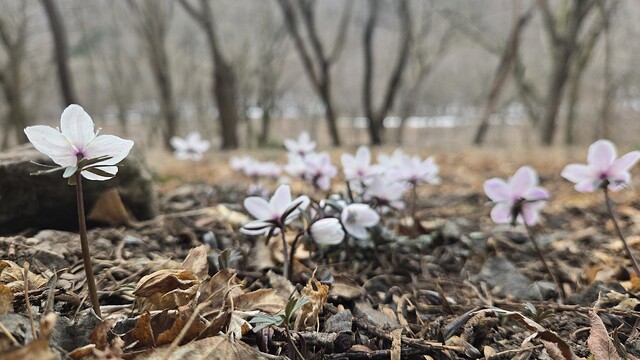 [안성덕 시인의 풍경]변산바람꽃