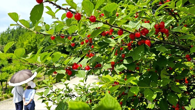 [안성덕 시인의 '풍경'] 앵두